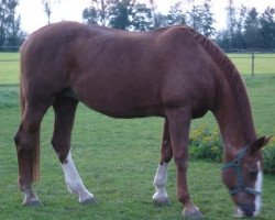 broodmare Granada (Bavarian, 1984, from Grandioso)