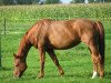 broodmare Werthe 4 (Hanoverian, 1997, from Werther)