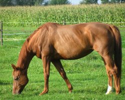 broodmare Werthe 4 (Hanoverian, 1997, from Werther)