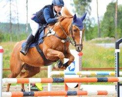 jumper Careltje E (Nederlands Rijpaarden en Pony, 1998, from Carl)