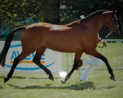 Pferd Tsarina van de Heffinck (Belgisches Warmblut, 1996, von Heartbreaker)