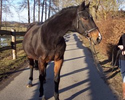 broodmare Acapella (Hanoverian, 1990, from Acapulco 99 FIN)