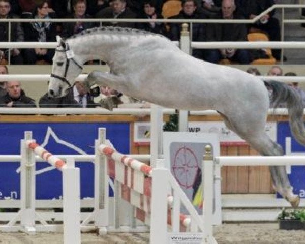stallion Infernape vd Caatshoeve (Belgian Warmblood, 2008, from Clinton)