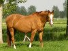 broodmare Opstalans van het Steentje D'07 (Belgian Warmblood, 1991, from Landadel)