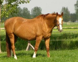 broodmare Opstalans van het Steentje D'07 (Belgian Warmblood, 1991, from Landadel)