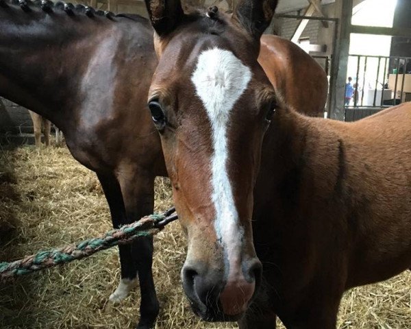 broodmare Calla Carlotta D (German Sport Horse, 2016, from Carleyle)