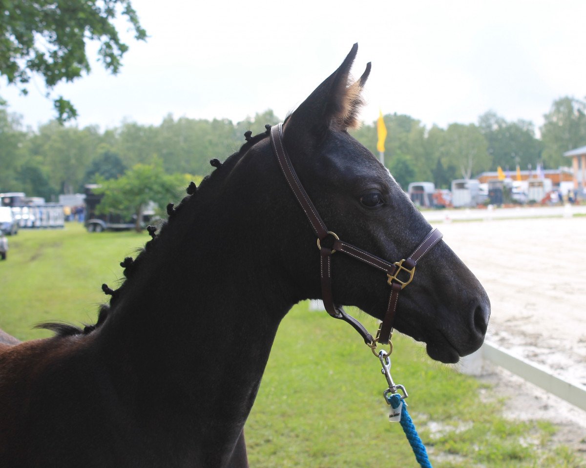 broodmare Cosma HC (Hanoverian, 2016, from Cent 15)