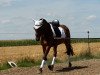 broodmare Flandernhof's Jive (New Forest Pony, 2002, from Mondrian 29)