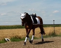 broodmare Flandernhof's Jive (New Forest Pony, 2002, from Mondrian 29)