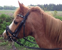 Pferd Missouri (Welsh Pony (Sek.B), 1991, von Weston Mando)