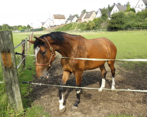 broodmare Zona (Holsteiner, 2007, from Lord Z)
