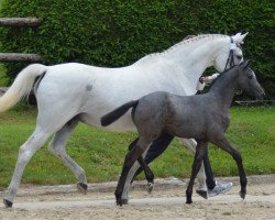 jumper Istria 8 (Trakehner, 2016, from Saint Cyr)