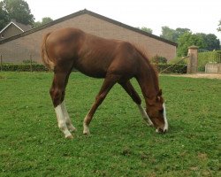 horse Nurmi Blue Z (Zangersheide riding horse, 2015, from Niagara d'Elle)