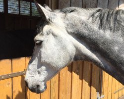 jumper Zarah R (KWPN (Royal Dutch Sporthorse), 2007, from Odermus R)