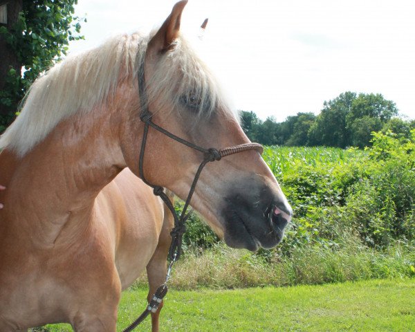 Pferd Nepumuk (Haflinger, 2001, von Nasall)