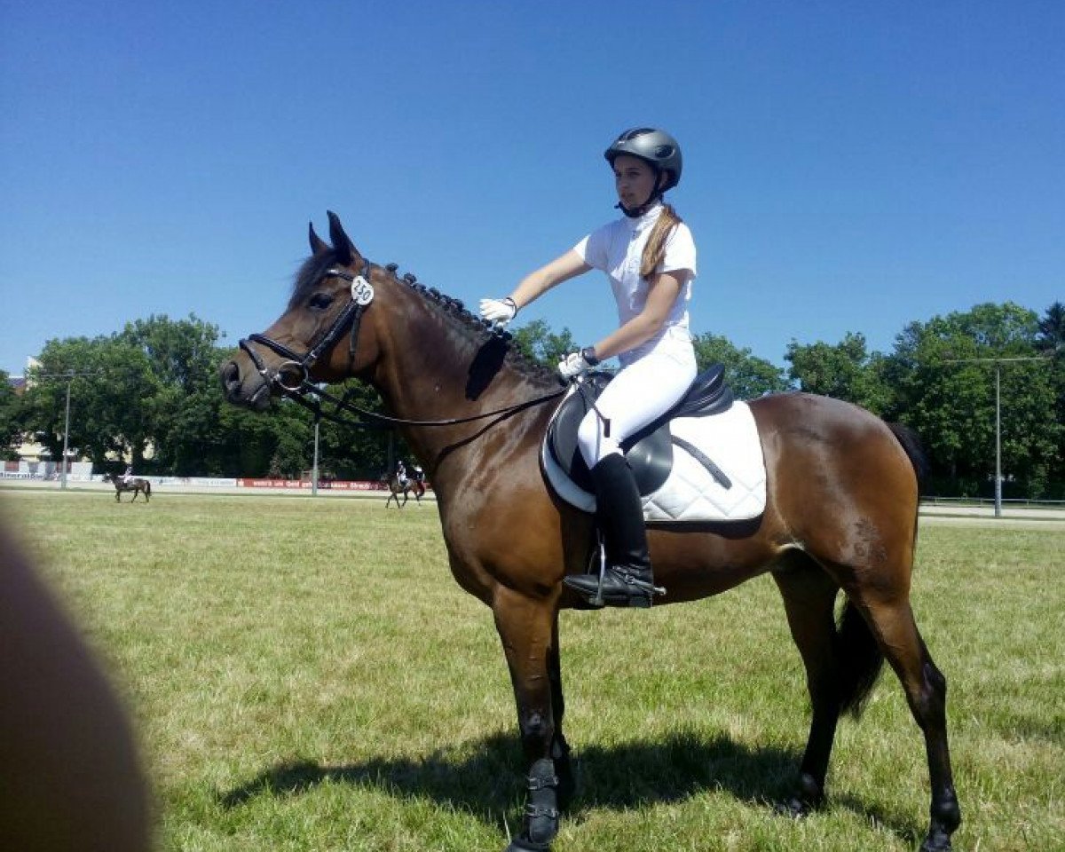 Pferd Leonardo F 2 (Deutsches Reitpony, 1999, von Loriot)