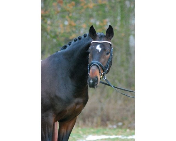 dressage horse Sonnenreiter 3 (Oldenburg, 2005, from Sir Donnerhall I)