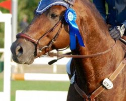 stallion Accordo (Hessian Warmblood, 2000, from Acord II)