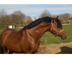 stallion Lucky Shot (German Riding Pony, 2005, from Loriot)