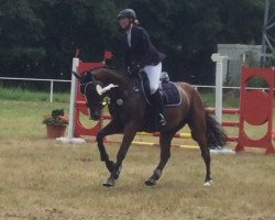 jumper Sir Schulze (German Sport Horse, 2012, from Stechlin 5)