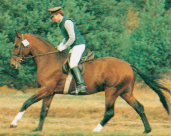stallion Legat (Hanoverian, 1983, from Lanthan)