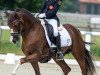 Deckhengst PAV Timm Thaler (Deutsches Reitpony, 2015, von PAV Talisman)