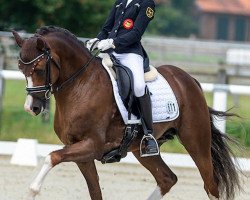 stallion PAV Timm Thaler (German Riding Pony, 2015, from PAV Talisman)