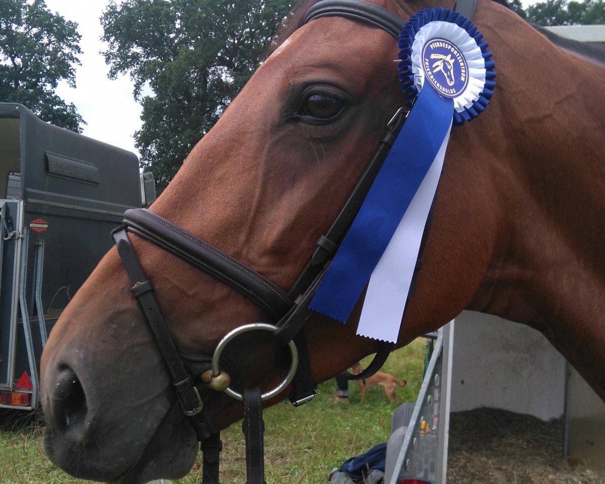 Zuchtstute Valentina F (Hannoveraner, 2009, von Valentino)
