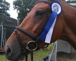 broodmare Valentina F (Hanoverian, 2009, from Valentino)