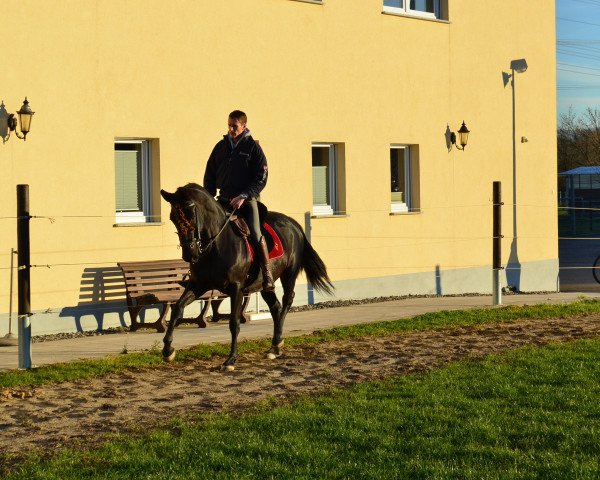 broodmare Buscada (Pura Raza Espanola (PRE), 2011)