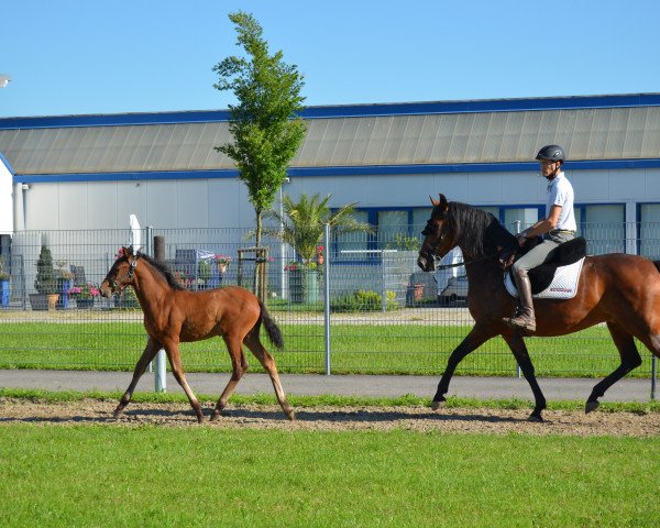 horse Amiro (Pura Raza Espanola (PRE), 2016)