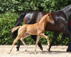 dressage horse Zacari (German Sport Horse, 2016, from Zack)