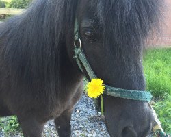 horse Tom Dooly (Shetland Pony, 1998, from Triniak)