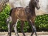 jumper Vanity (German Sport Horse, 2016, from Voltaire)