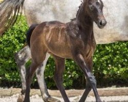 jumper Vanity (German Sport Horse, 2016, from Voltaire)