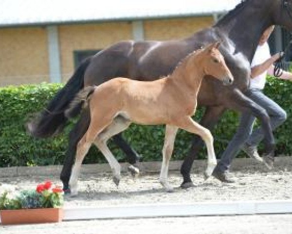 broodmare Vailette (German Sport Horse, 2016, from Verdi)