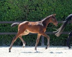 Springpferd Vancouver (Deutsches Sportpferd, 2016, von Vagabond de la Pomme)