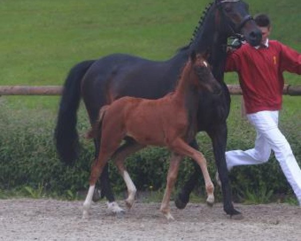 dressage horse True Love (Württemberger, 2016, from Birkhof's Topas FBW)