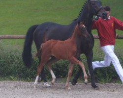 dressage horse True Love (Württemberger, 2016, from Birkhof's Topas FBW)