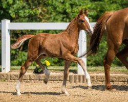 dressage horse Santo Amaro GE (German Sport Horse, 2016, from Santo Domingo)