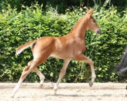 dressage horse Southern Dream (German Sport Horse, 2016, from Santo Domingo)