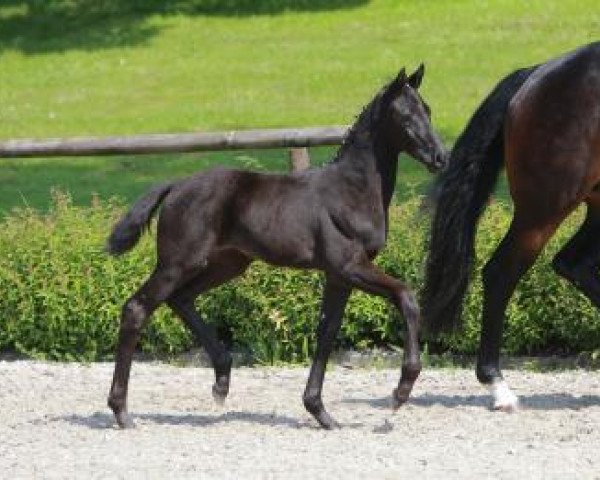 dressage horse Release (Württemberger, 2016, from Rock for Me)