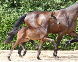 dressage horse Q-Star (German Sport Horse, 2016, from Quaterstern)