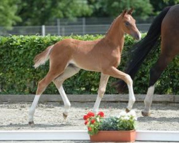 dressage horse Quimiflor (German Sport Horse, 2016, from Quaterback)