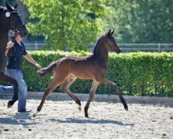 Dressurpferd Quintessenz (Deutsches Sportpferd, 2016, von Quaterback)