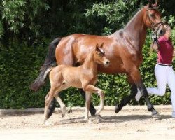 horse Pacifikus (German Sport Horse, 2016, from Pacific)