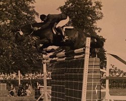 stallion Orlon (Trakehner, 1971, from Modus xx)