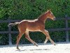 dressage horse Noah Lee (German Sport Horse, 2016, from Negro)