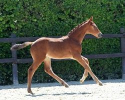 dressage horse Noah Lee (German Sport Horse, 2016, from Negro)