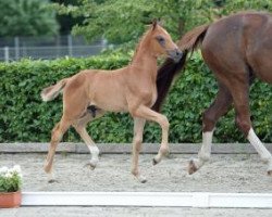 dressage horse Melman 5 (German Sport Horse, 2016, from Morricone)